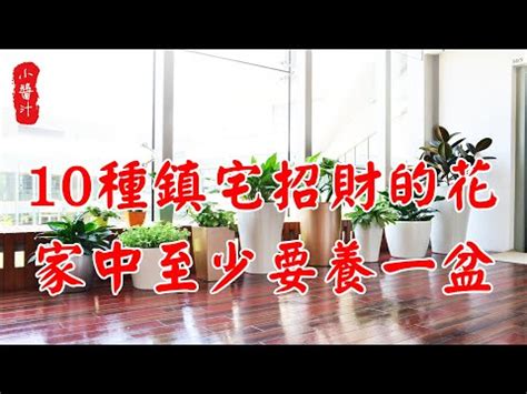 室內風水樹|為何室內風水樹能招桃花運？